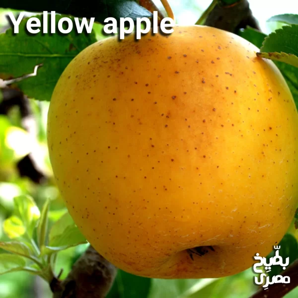 تفاح أصفر مستورد