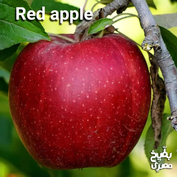 تفاح أحمر مستورد