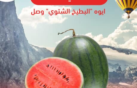 البطيخ الشتوي