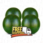 بطيخ جيزة بريمو مصري