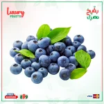 توت أزرق بري هولندي